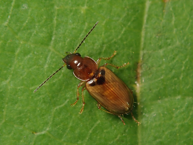 Carabidae: Stenolophus sp., immaturo